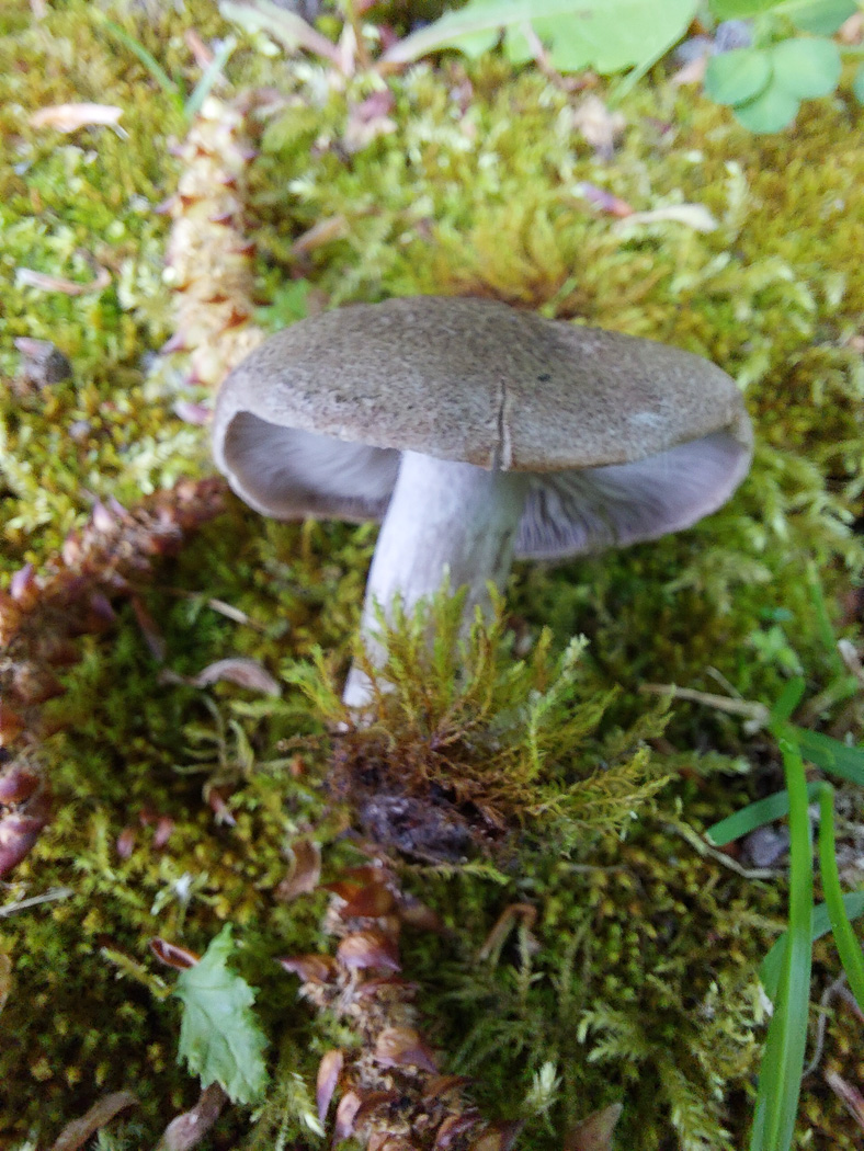 Photo by Jesper Launder Tricholoma scalpturatum by Jesper Launder